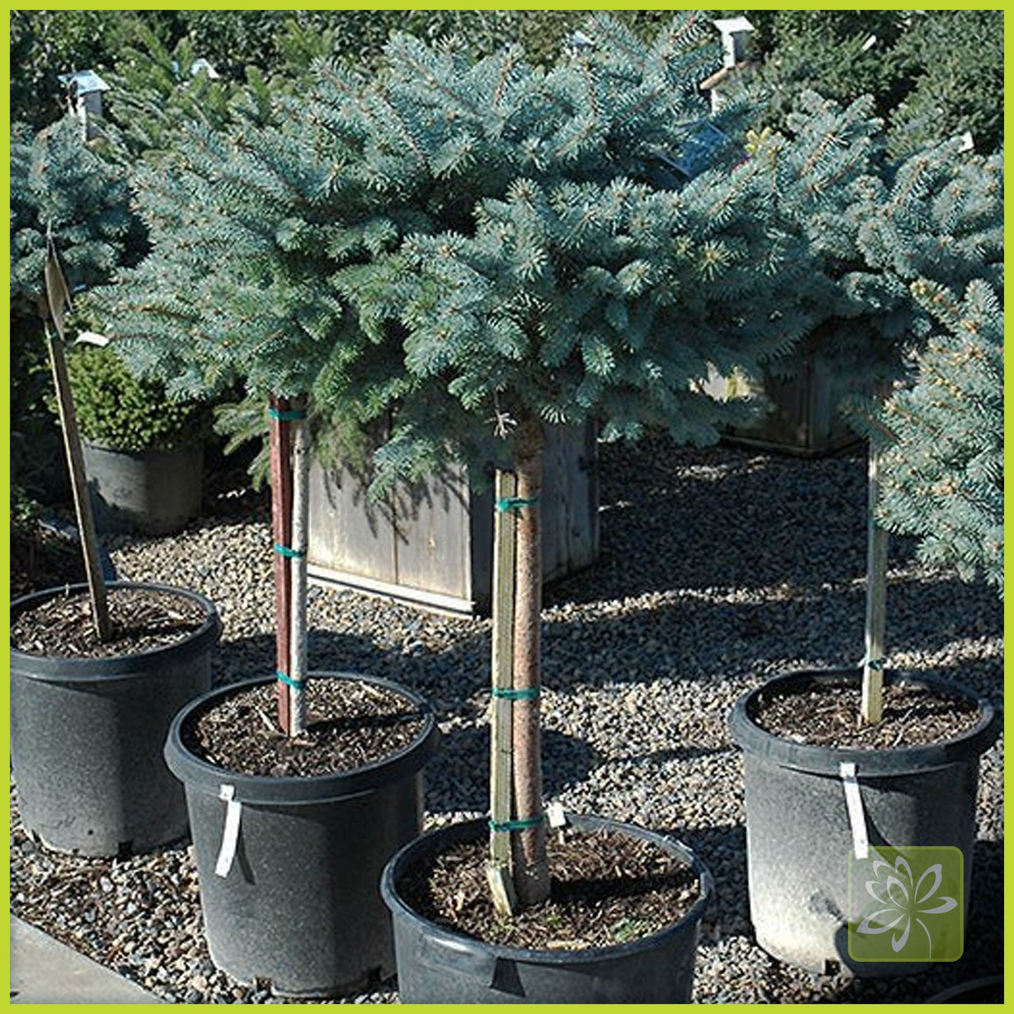Spruce Globe Blue Standard (tree form) - Georgina Garden Centre
