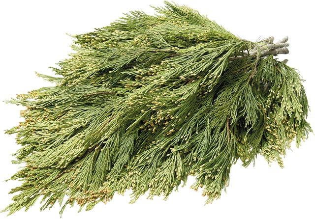 Incense Cedar Bough