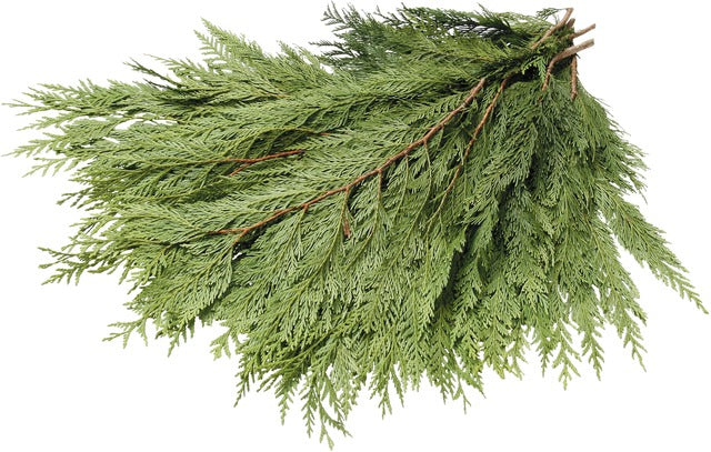 Cedar BC/Red Bough