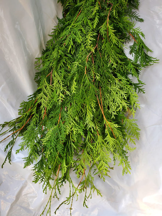 Cedar Bough