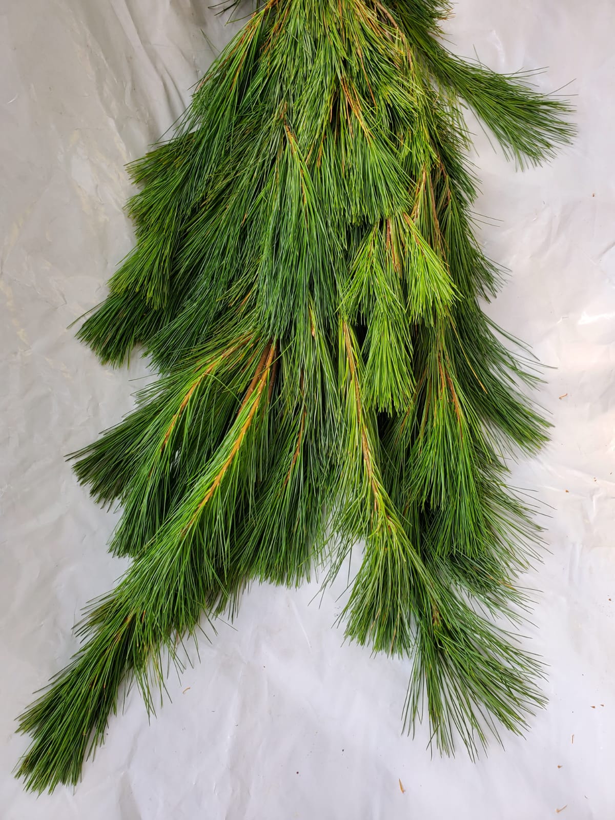 White Pine Bough