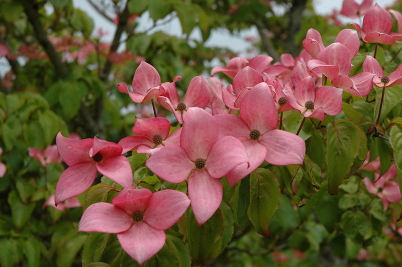 Dogwood Scarlet Fire