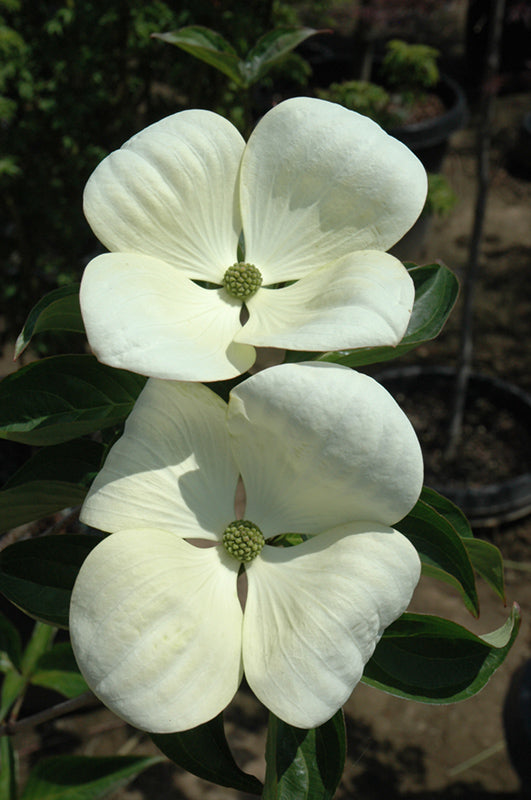 Dogwood Venus