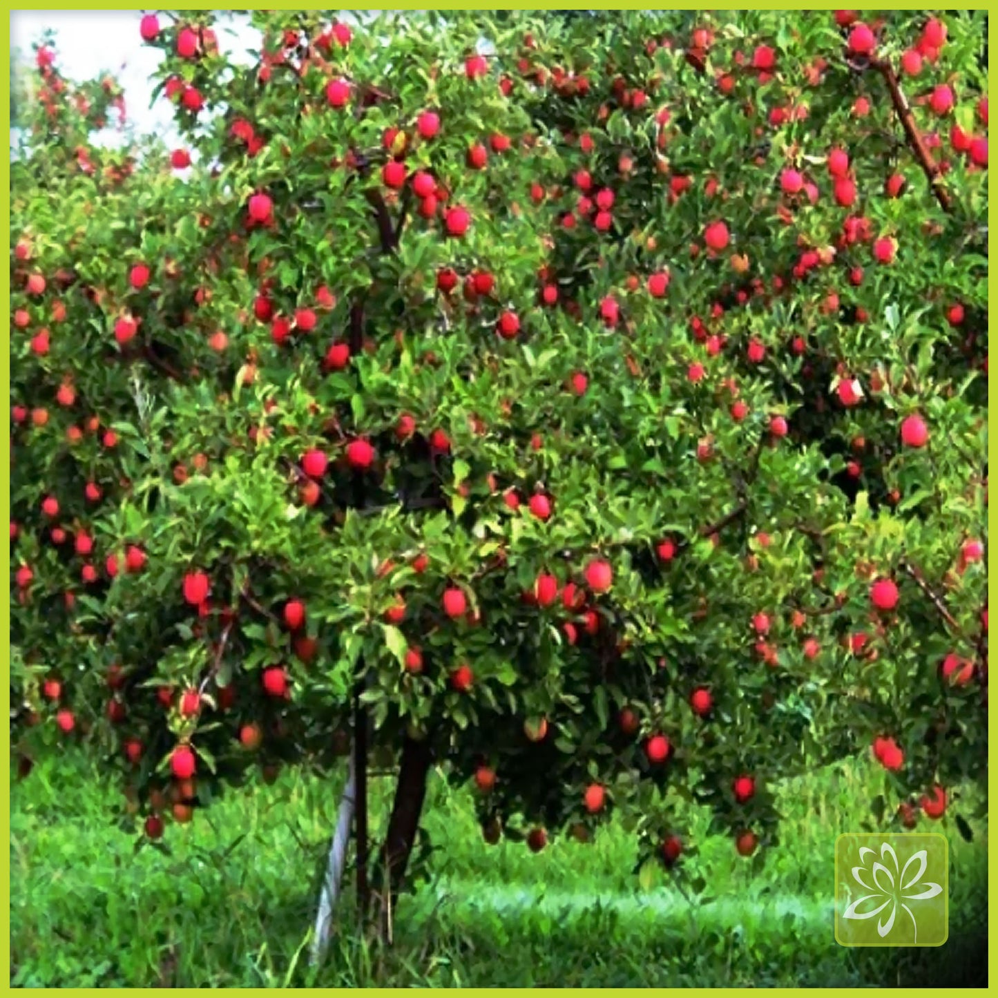 Apple Combination Tree - Georgina Garden Centre