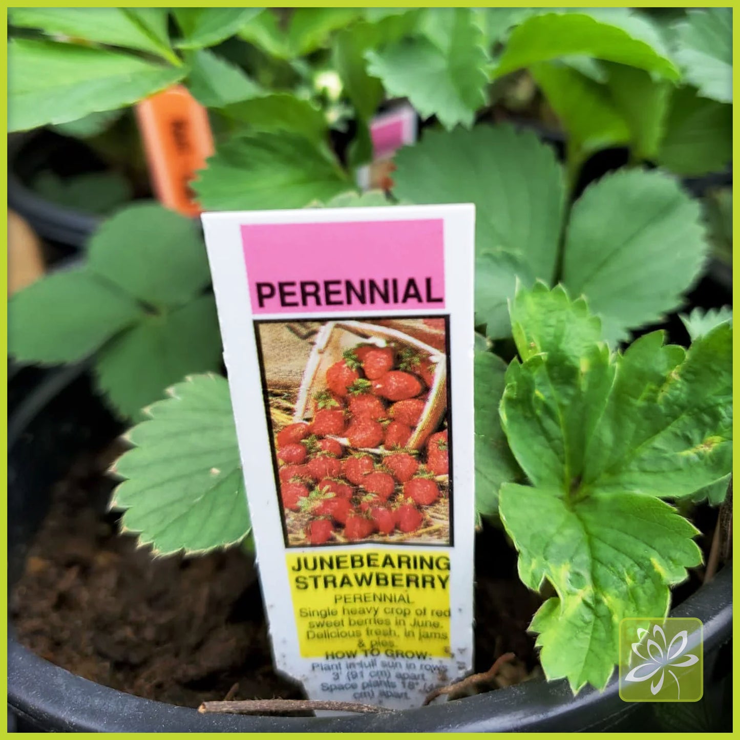 June-bearing strawberry from Georgina Garden Center