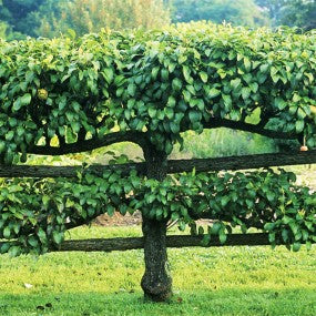Apple Combination Espaliered Tree