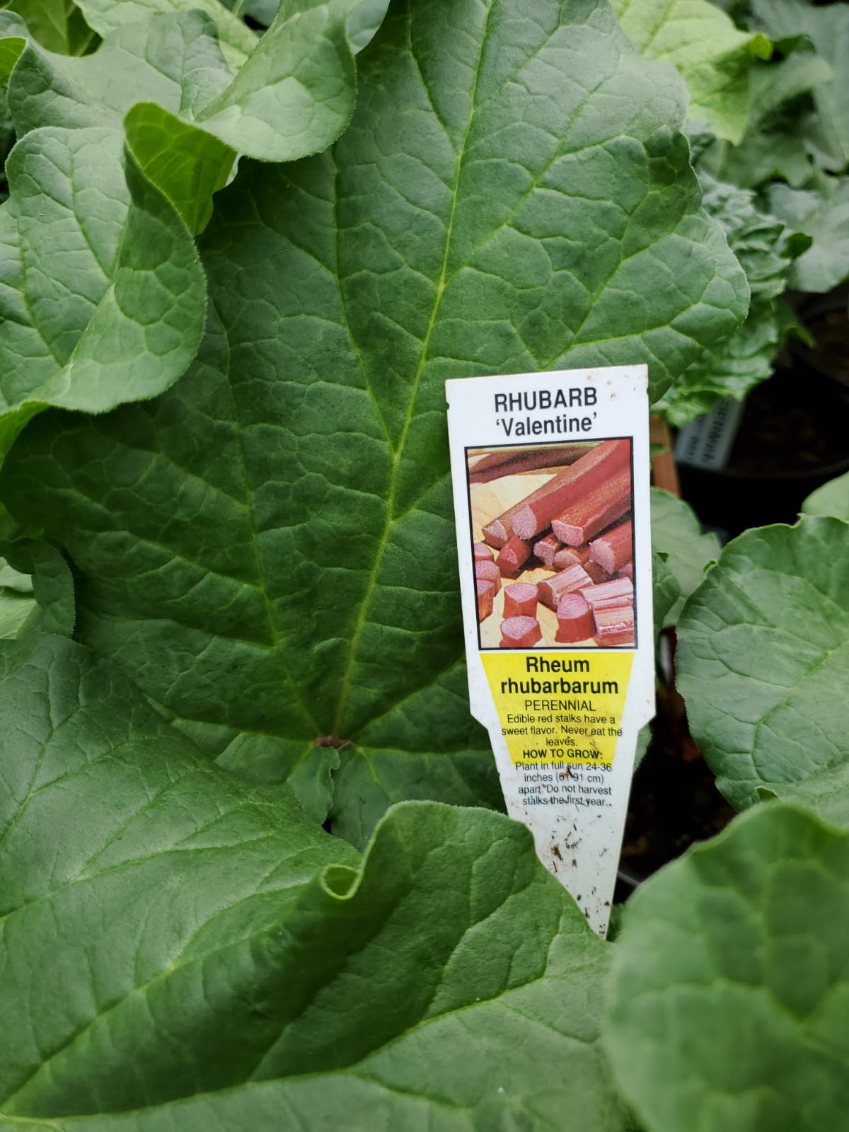 Rhubarb Valentine