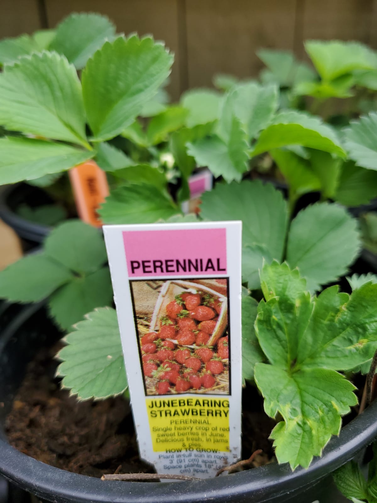 Strawberry Plant