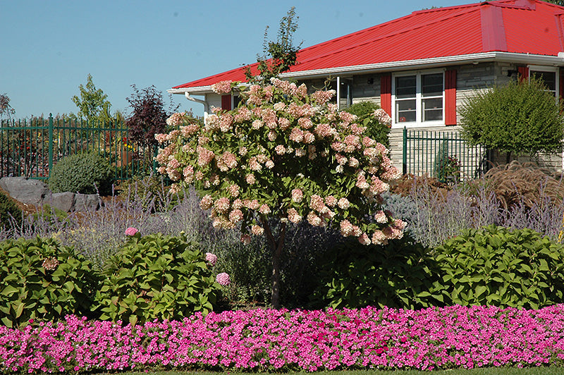 Hydrangea Pee Gee Standard (Tree form)