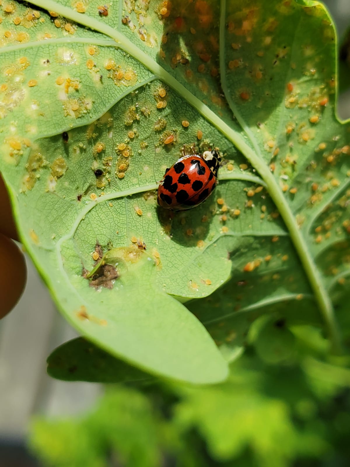 Ladybugs - Georgina Garden Centre