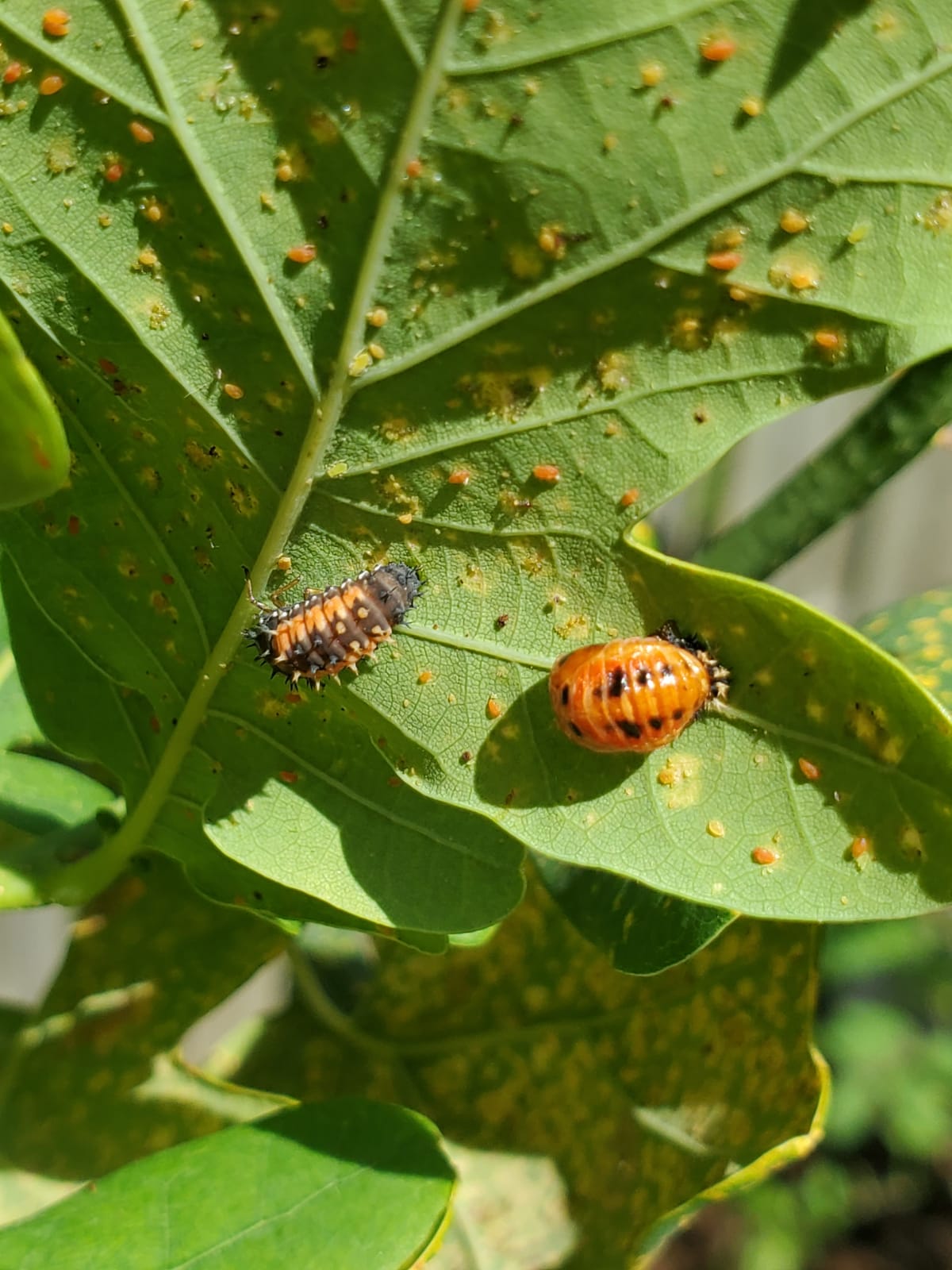 Ladybugs - Georgina Garden Centre