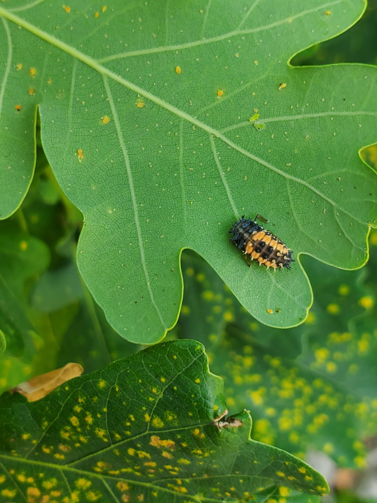 Ladybugs - Georgina Garden Centre