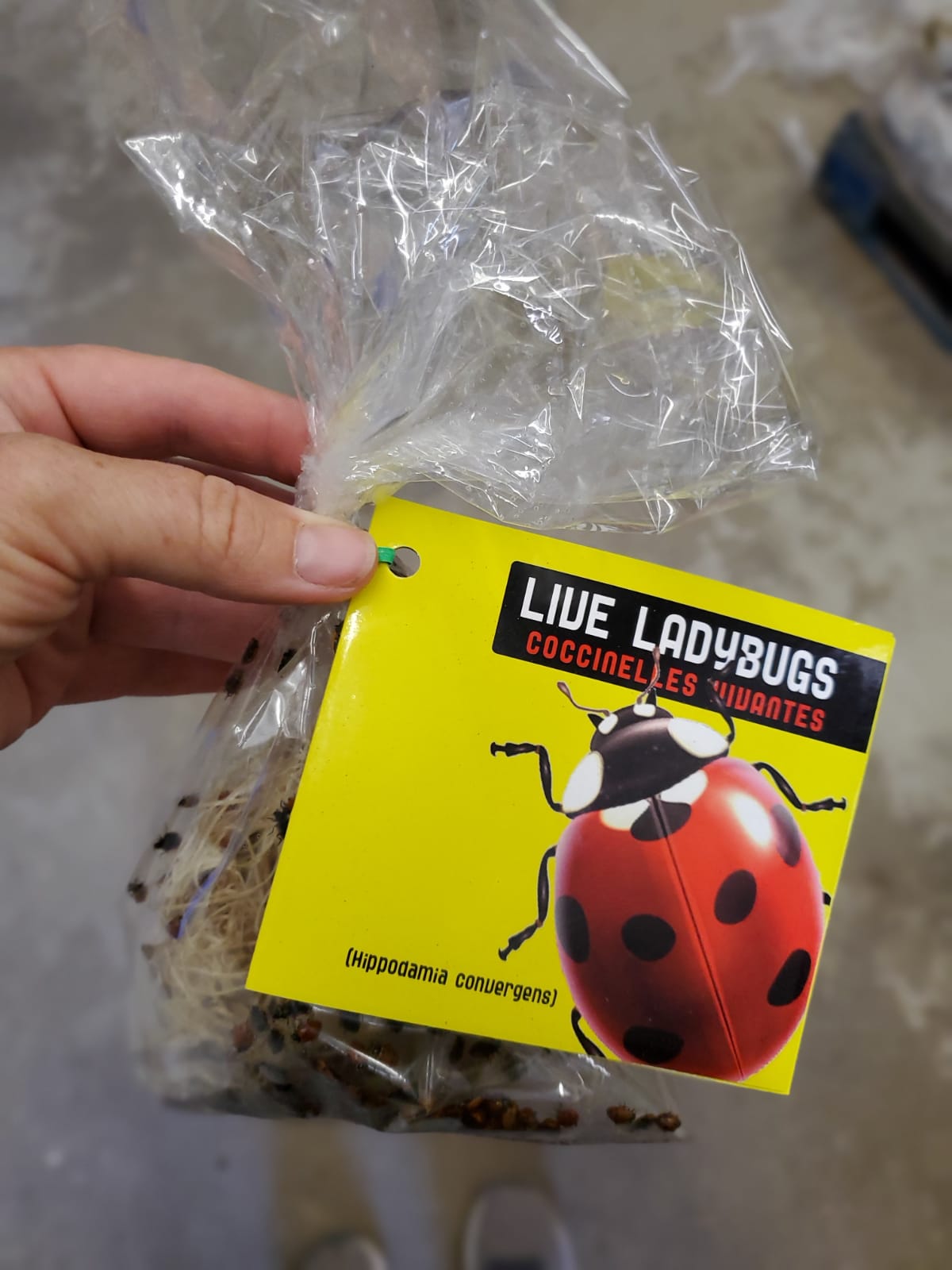 Ladybugs - Georgina Garden Centre