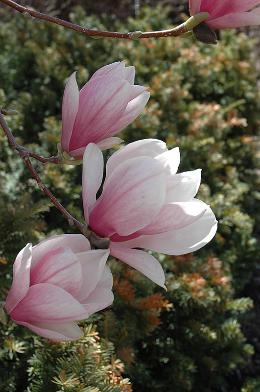 Magnolia Saucer Small Tree