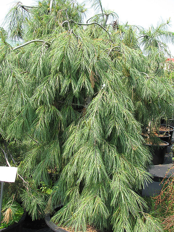 Pine Weeping