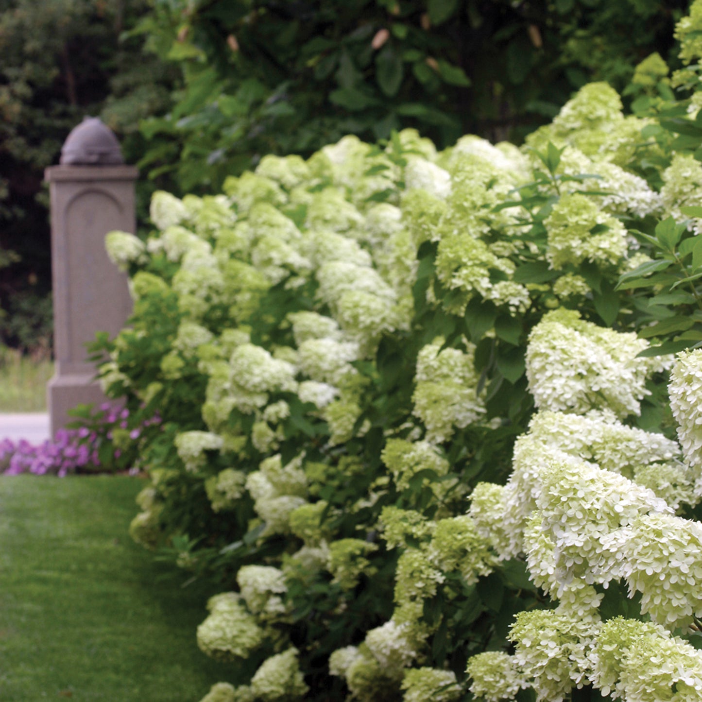Hydrangea Limelight