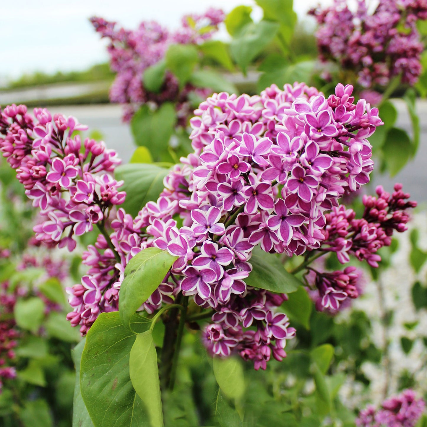 Lilac Sensation French Hybrid