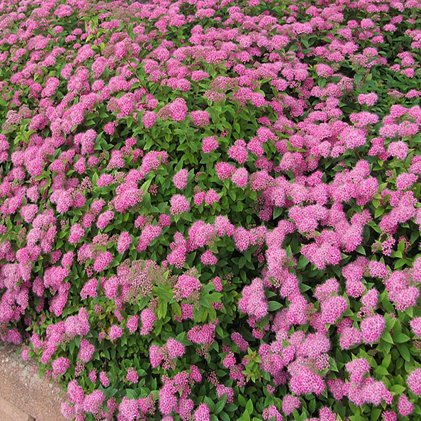 Spirea Anthony Waterer