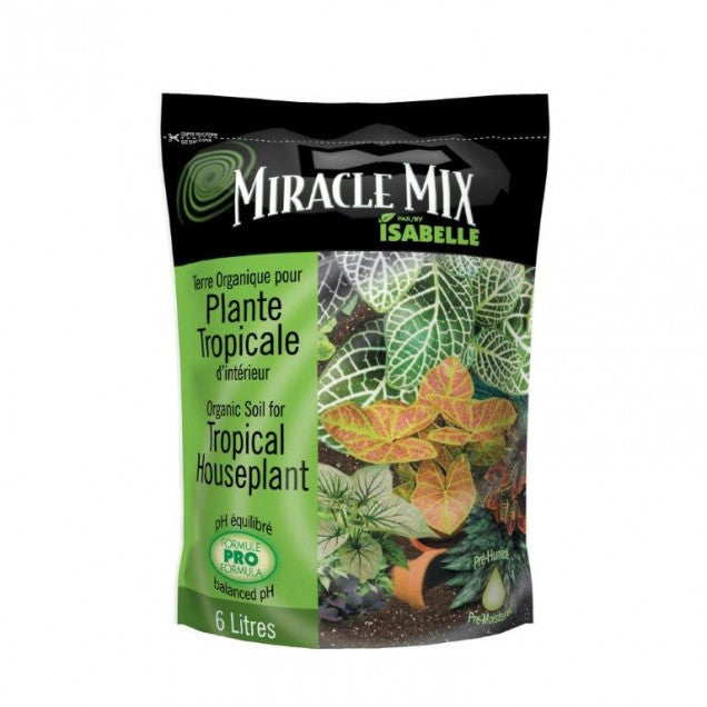 Soil Tropical Houseplant