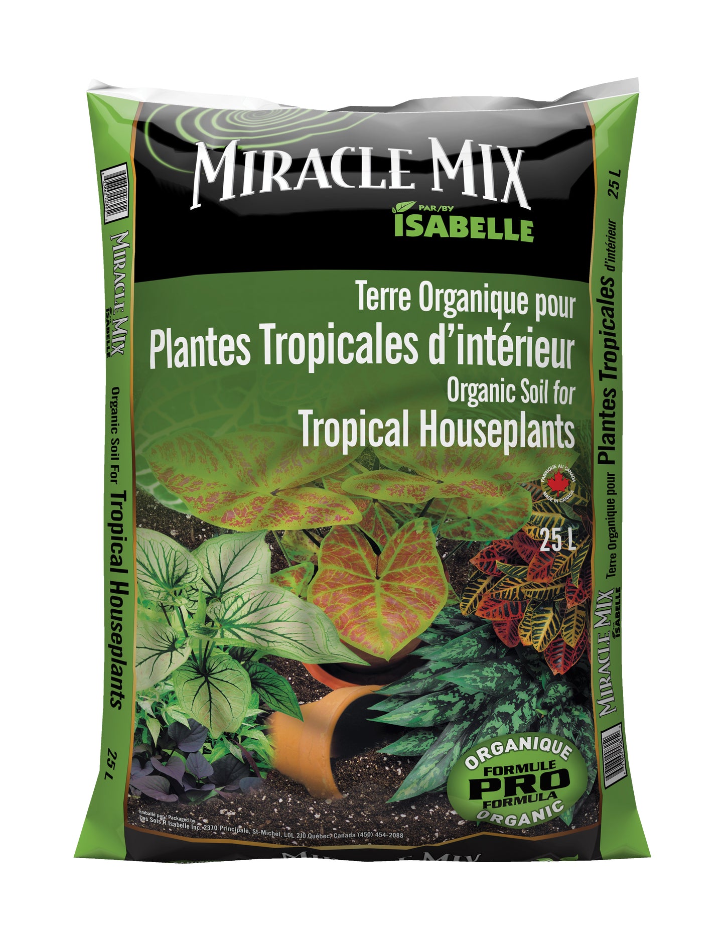 Soil Tropical Houseplant