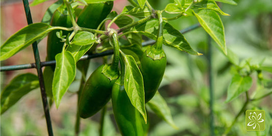 Pick The Perfect Pepper: Grow These Peppers for a Sweet & Spicy Harvest - Georgina Garden Centre