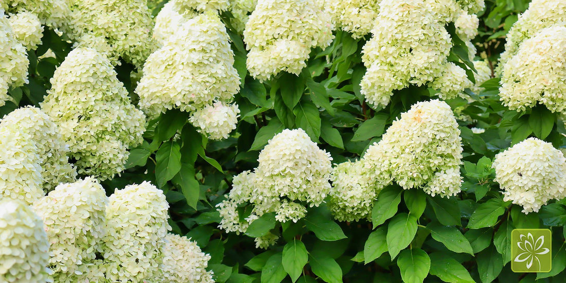 Hot New Hydrangeas That Really Pack a Punch - Georgina Garden Centre