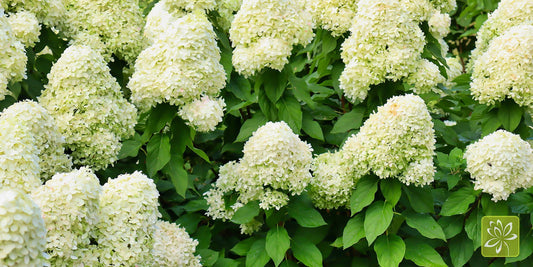 Hot New Hydrangeas That Really Pack a Punch - Georgina Garden Centre