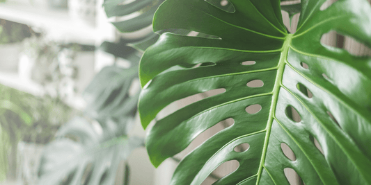 Reset, Refresh, and Redecorate with Houseplants! - Georgina Garden Centre
