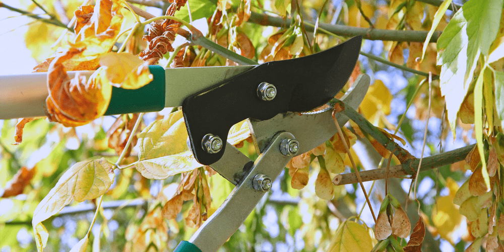 Don’t Be a Hack Job: Smart Pruning Tips for Georgina's Gardeners - Georgina Garden Centre