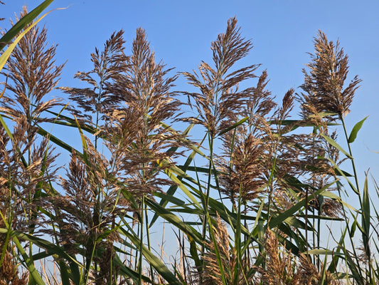 Invasive Phragmites: The Uninvited Guest You Don’t Want in Your Garden (or Anywhere Else) - Georgina Garden Centre