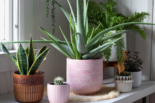 Aloe Vera Care Guide - Georgina Garden Centre