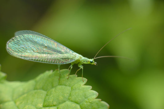 The Unexpected Garden Heroes: Discover Beneficial Bugs - Georgina Garden Centre