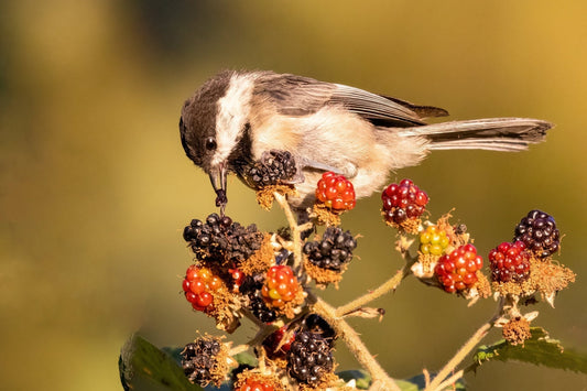 How to Create a Bird-Friendly Garden - Georgina Garden Centre