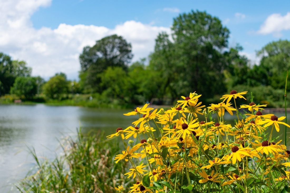 Healthy Shorelines Start at Home: How to Garden Along Lake Simcoe - Georgina Garden Centre