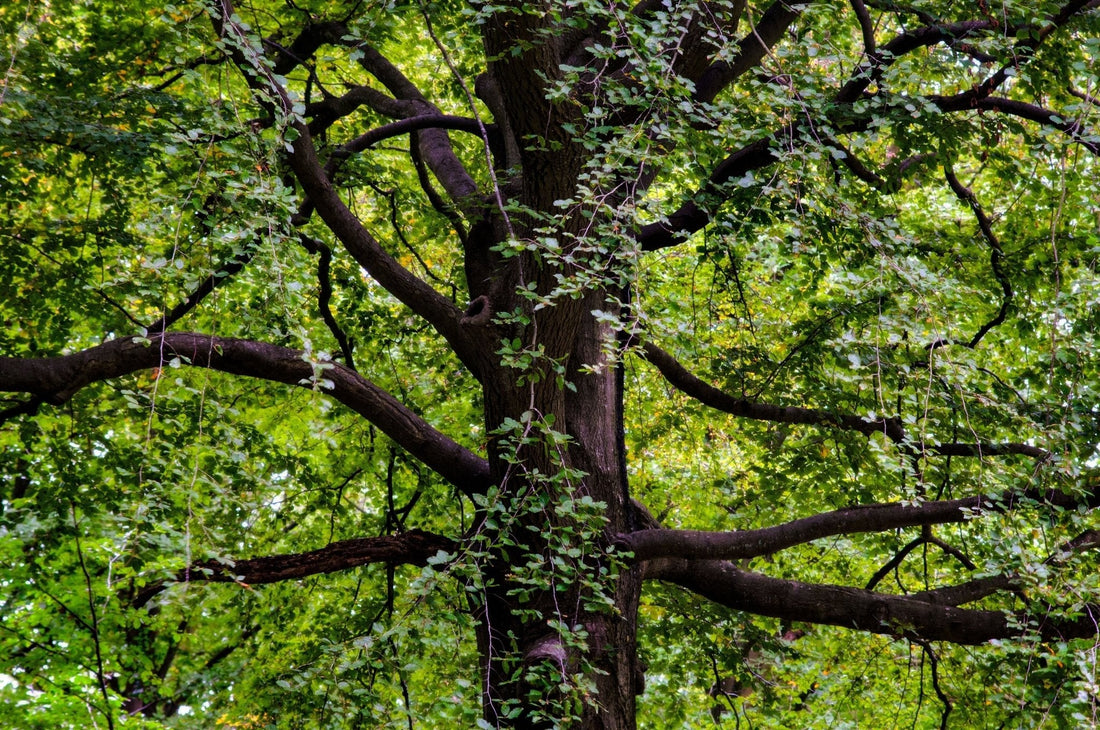 Black Walnut Trees: The Frenemies of the Garden World - Georgina Garden Centre