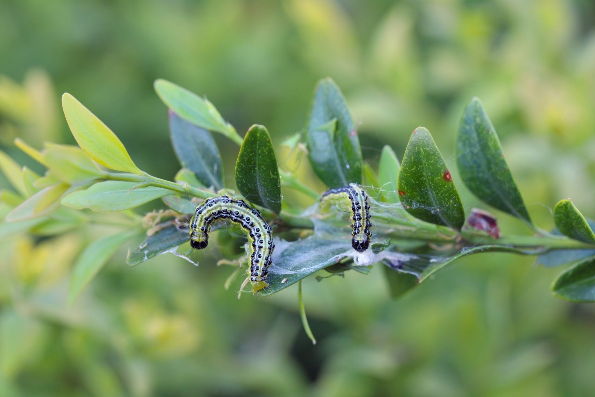 Battle of the Boxwoods: Round Two with the Box Tree Moth – Georgina ...