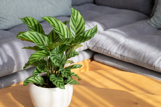 Calathea Care Guide - Georgina Garden Centre