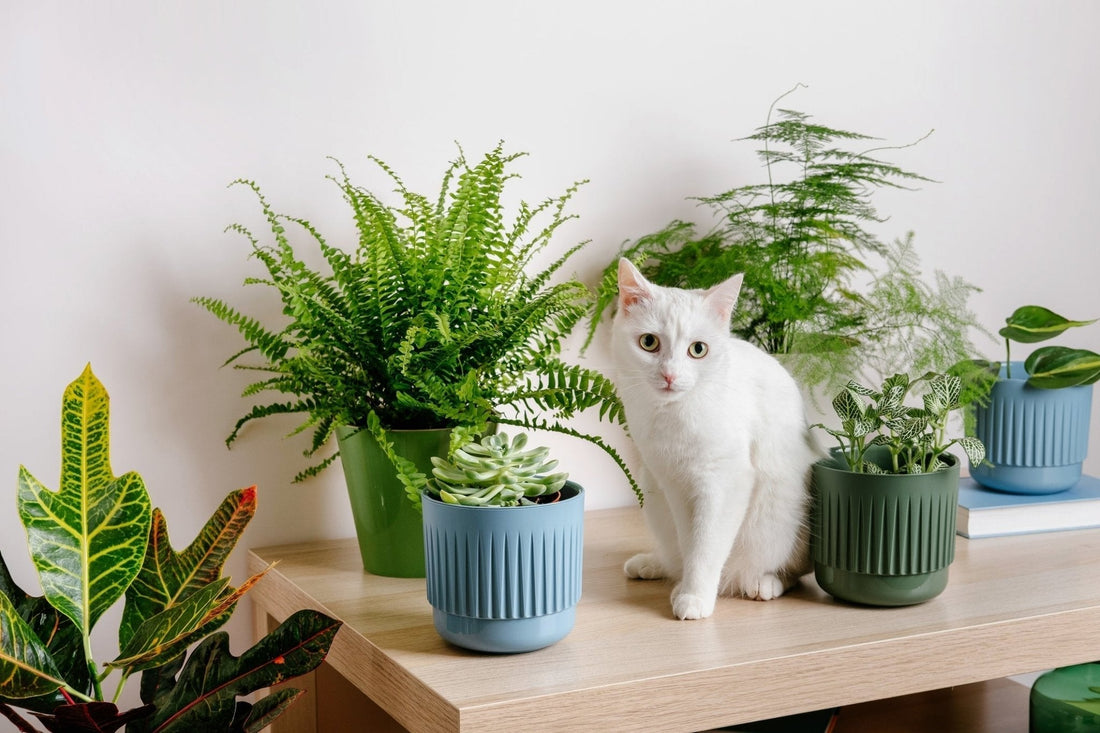 Paws Off! The Best Pet-Friendly Tropical Plants for Your Indoor Jungle - Georgina Garden Centre