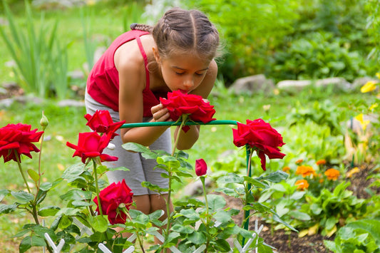 Scent-sational Spaces: Crafting a Fragrant Garden - Georgina Garden Centre