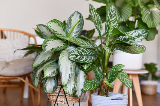 Chinese Evergreen Care Guide - Georgina Garden Centre
