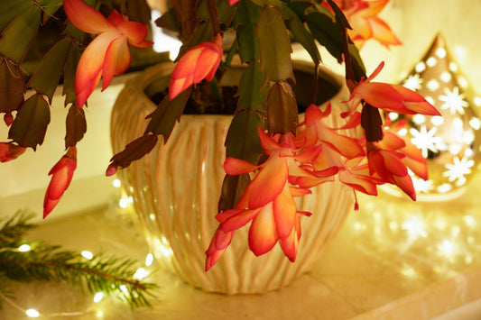 Christmas Cactus Care: A Complete Guide for Healthy, Reliable Holiday Blooms - Georgina Garden Centre