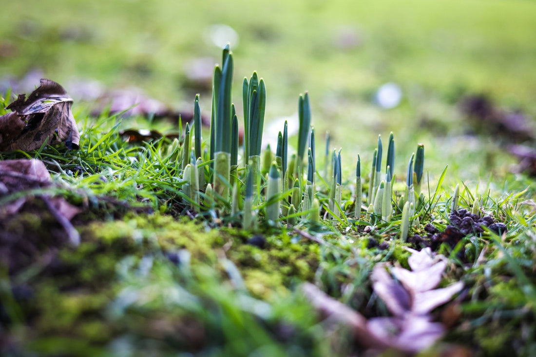April: Early Season Jobs That Actually Matter - Georgina Garden Centre