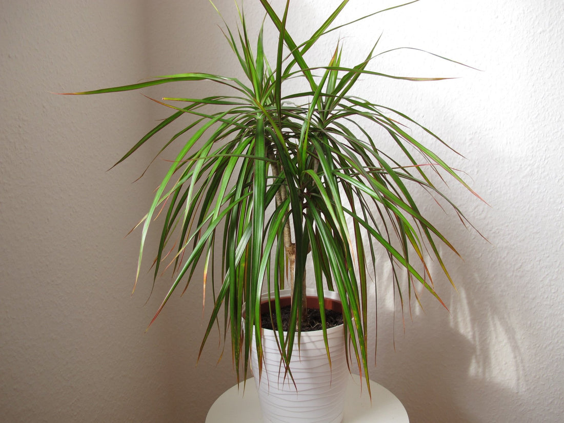 Dracaena Care Guide  Georgina Garden Centre