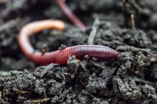 When Should You Test Your Soil?