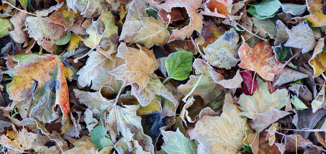 The Leaf Dilemma: To Rake or Not to Rake? - Georgina Garden Centre