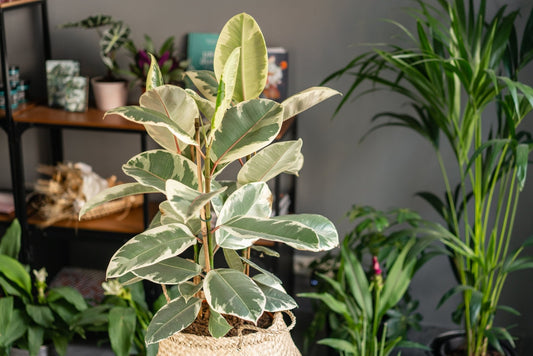 Rubber Plant Care Guide - Georgina Garden Centre
