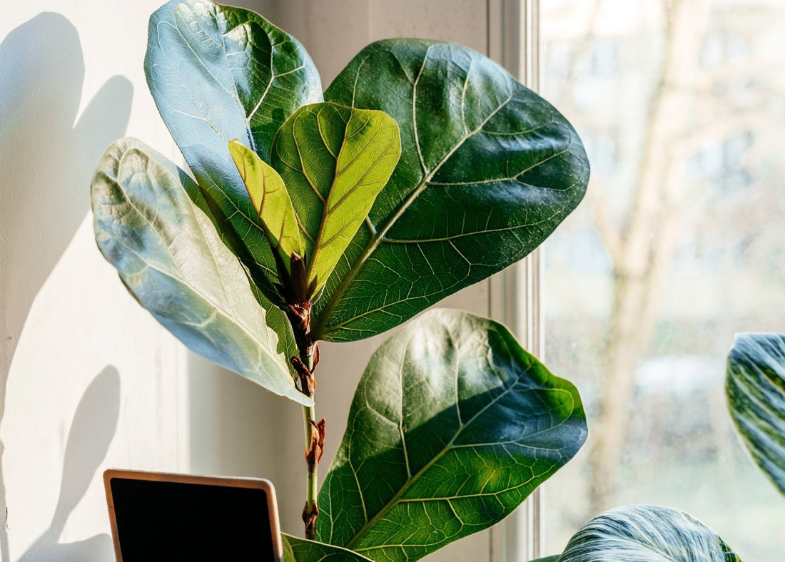 Fiddle Leaf Fig Care Guide - Georgina Garden Centre