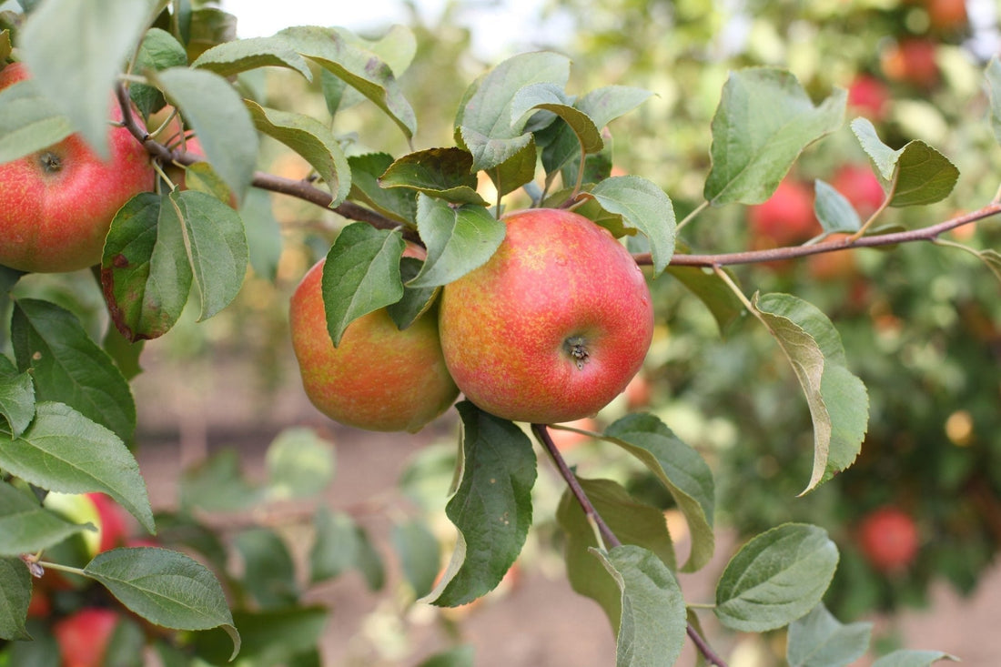 Get Fruity! Your Guide to Growing Delicious Fruit Trees - Georgina Garden Centre