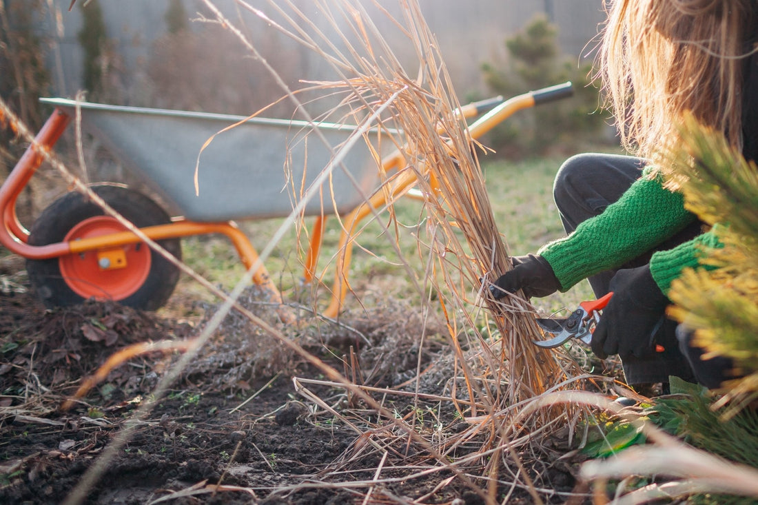 Spring Garden Cleanup: What Not to Cut Back - Georgina Garden Centre