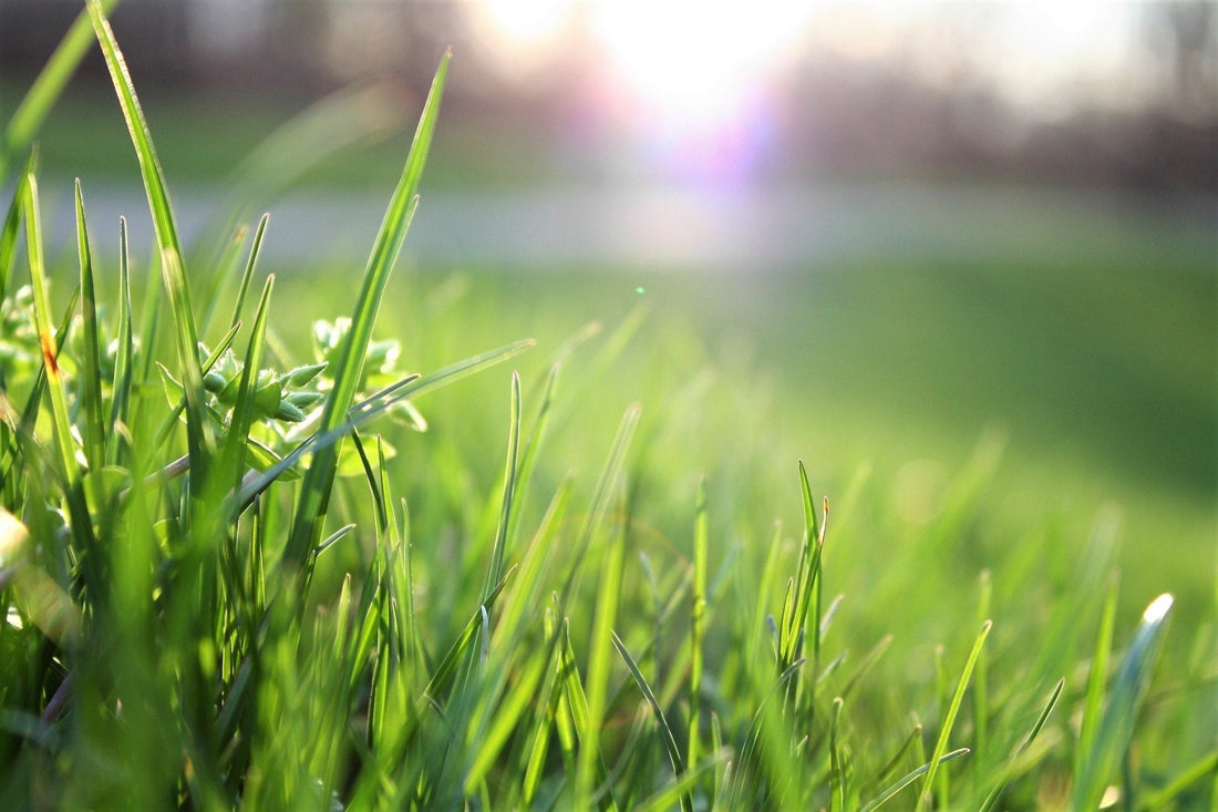 The Green Symphony: The Connection Between Photosynthesis and Watering Your Lawn - Georgina Garden Centre